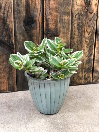 Tradescantia White Clon
