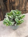 Trzykrotka Tradescantia