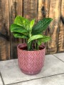 Monstera karstenianum
