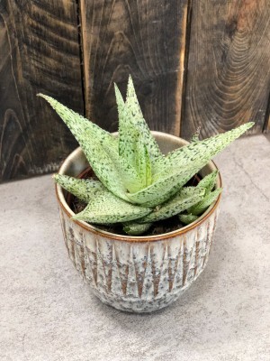 Aloe Desert Diamond, aloes