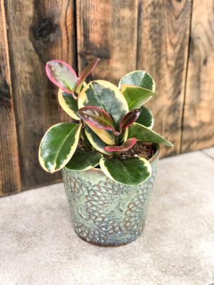 Hoya australis Blondie, hoja