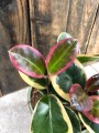 Hoya Blondie różowa