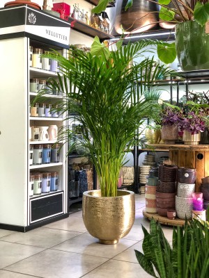 Dypsis lutescens, areca, areka, palma