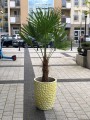 Palma Trachycarpus