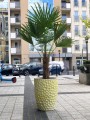Trachycarpus fortunei
