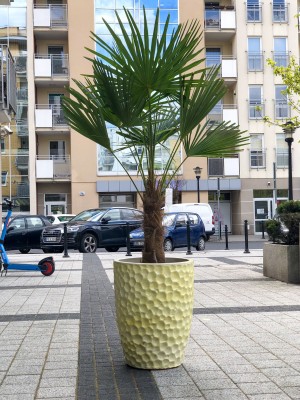 Trachycarpus fortunei, palma