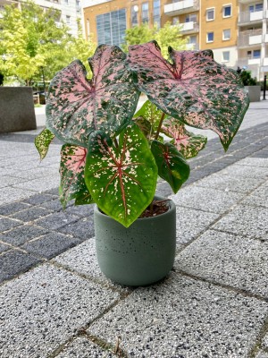 Caladium Pink Beauty, kaladium