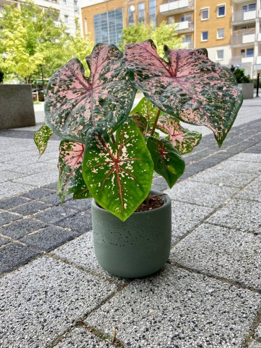 Caladium Pink Beauty
