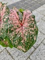 Różowe Caladium