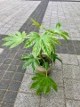 Fatsia variegata