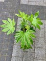 Fatsja variegata