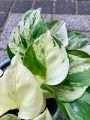 Epipremnum Happy Leaf białe