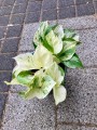 Epipremnum pinn. Happy Leaf