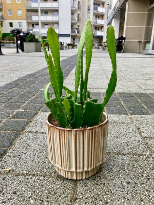 Epiphyllum Red Tip, epifilum