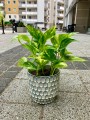 Epipremnum Hicolor
