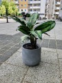 Calathea Beauty Star