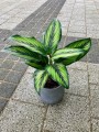 Kalatea Beauty Star