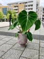 Philodendron Gloriosum