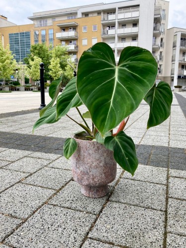 Philodendron Gloriosum
