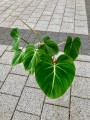 Philodendron welurowe liście