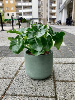 Philodendron selloum Atom, filodendron