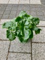 Philodendron zielony Atom