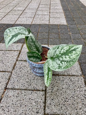 Scindapsus pictus Trebie