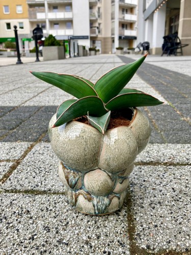 Sansevieria Samurai