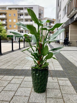Philodendron hastatum Silver Queen, filodendron