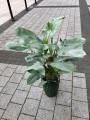 Philodendron Silver Queen