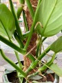 Srebrny Filodendron