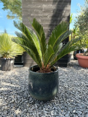 Cycas revoluta, cykas XL