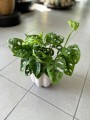 Monstera "Monkey Leaf"