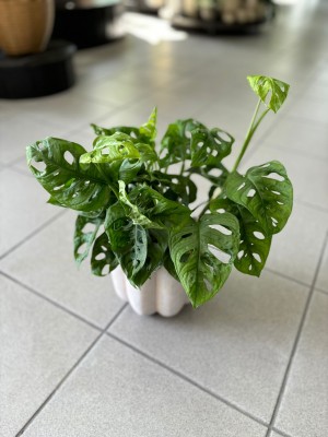 Monstera Adansonii