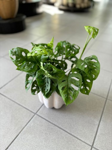 Monstera "Monkey Leaf"