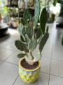 Opuntia
