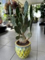 Opuntia vulgaris
