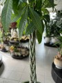 Pachira aquatica pień