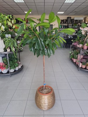 Ficus cyathistipula, fikus