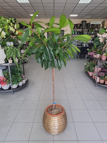 Ficus cyathistipula