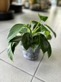 Green Princess Philodendron
