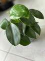 Philodendron green Princess liście
