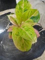 Aglaonema Apple Fantasy