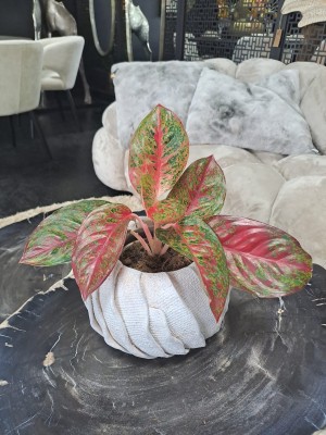 Aglaonema Dark Star