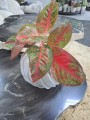 Aglaonema Dark Star