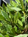 Laurus Nobilis liście