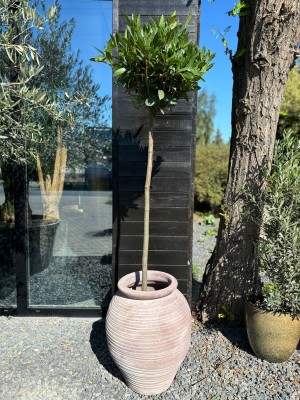 Laurus nobilis, drzewko laurowe, liść laurowy XL