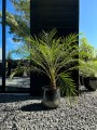 Phoenix roebelenii