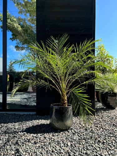 Phoenix roebelenii