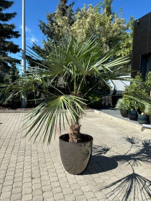 Trachycarpus fortunei, palma XXL